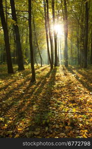 Sunlight in the forest