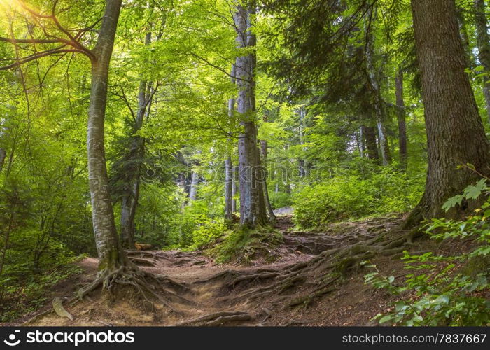 sunlight in the green forest. beautiful green forest