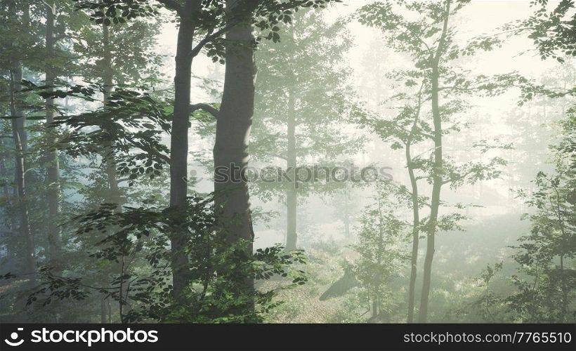 sunlight in the green forest in fog at spring time