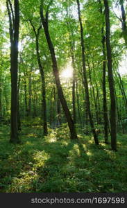 Sunlight in the green forest, spring time