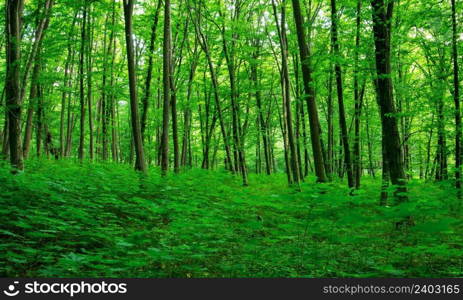 Sunlight in the green forest, spring time