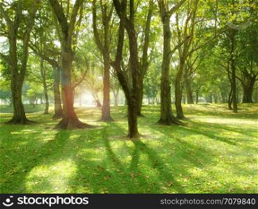 Sunlight in the green park, spring time. Spring nature background