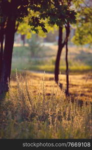 Sunlight in the green summer park at sunset