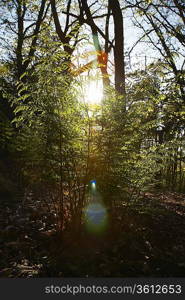 Sunlight in Trees