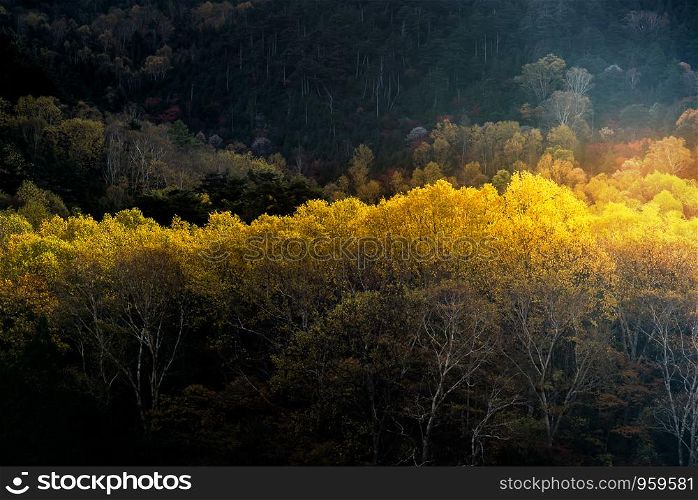 Sunlight on Autumn fall Forest woodlands trees in morning dawn sunrise at Nikko Tochigi Japan