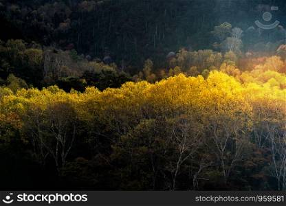 Sunlight on Autumn fall Forest woodlands trees in morning dawn sunrise at Nikko Tochigi Japan