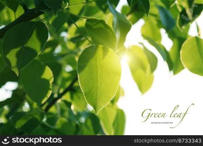 sunlight on green leaves