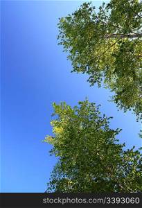 sunlight on top of birch trees under blue sky