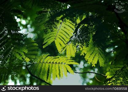 Sunlight shines through green leaves in nature.