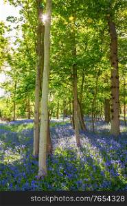 Sunlight shining, glinting through the trees in a bluebell wood or forest filled with blue flowers in spring
