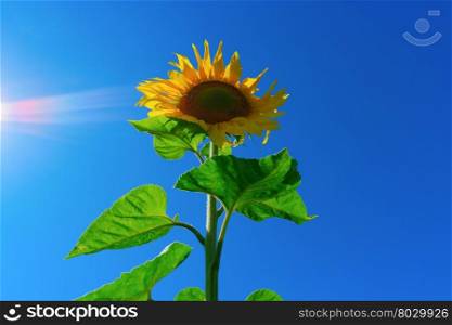 Sunlight shining in blue sky and sunflower. Sunlight shining on sunflower
