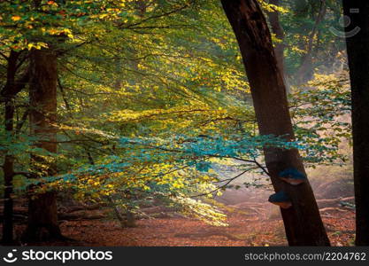 Sunlight Shining Through a Forest on a Foggy Morning. Light rays streaming through the fog illuminates  beech and deciduous trees in October. Morning sun falls into the forest after rain