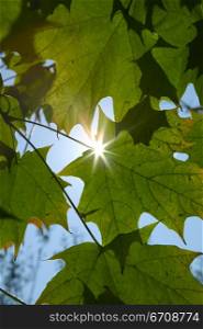 Sunlight shining through leaves