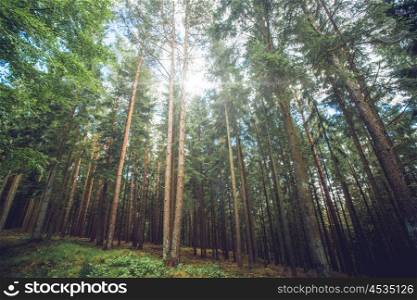 Sunlight shining through tall pine trees in the forest