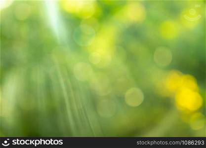 Sunlight shining through the leaves of trees, natural blurred background, Nature abstract background, nature green bokeh