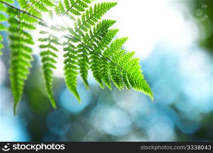 Sunlight through a branch of a fern against green vegetation