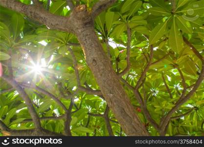 Sunlight through a tree. In the afternoon sun through the treetops of the tropical tree came.