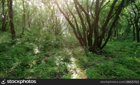 Sunlight Through Branches In Forest