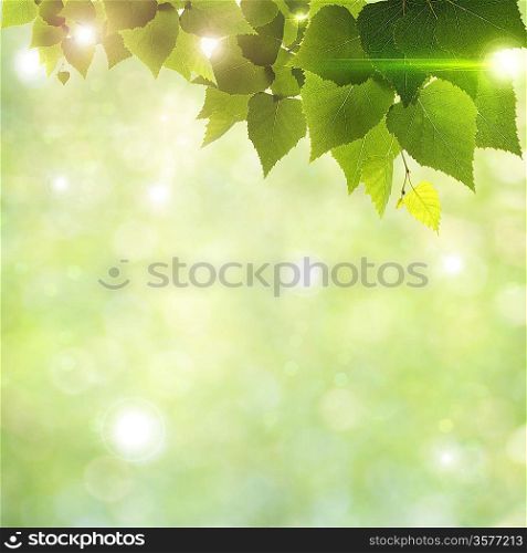 Sunlight through foliage, abstract natural backgrounds