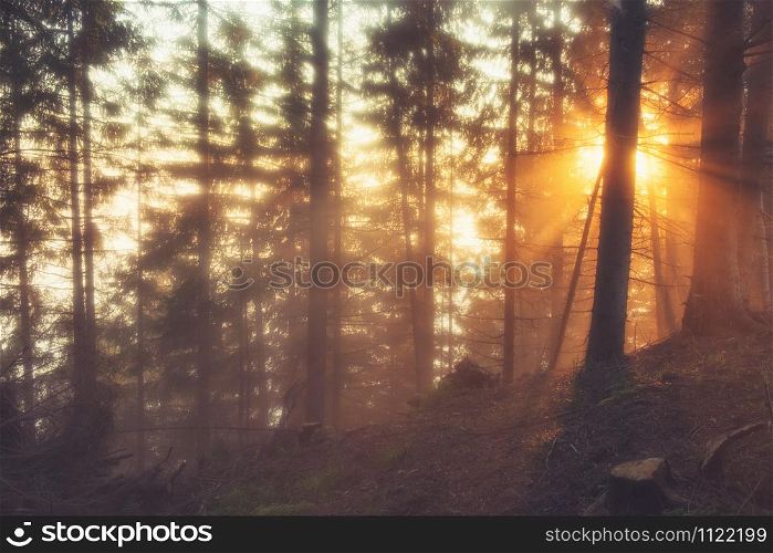 Sunlight through the coniferous forest on a foggy spring morning.