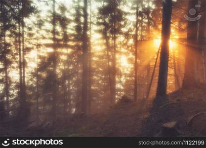 Sunlight through the coniferous forest on a foggy spring morning.