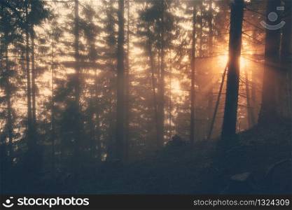 Sunlight through the forest on a foggy spring morning.