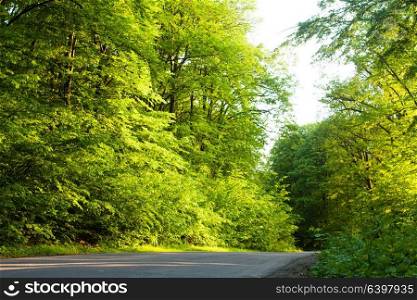 Sunlight through the lush forest foliage shine on the road. Road in the forest