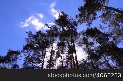 sunlight through the pine forest