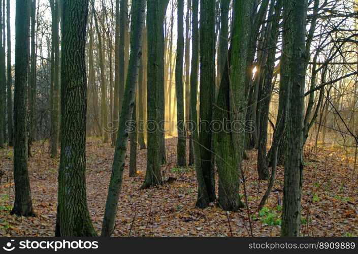 sunlight through the trees in the autumn . sunlight through the trees in the autumn in Moscow