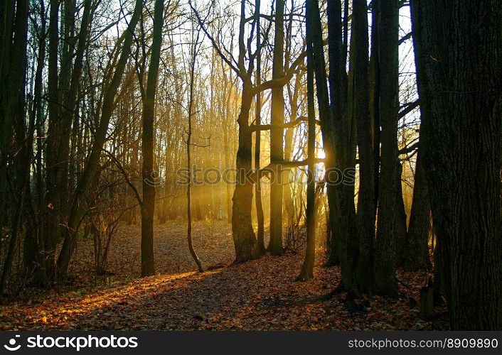 sunlight through the trees in the autumn . sunlight through the trees in the autumn in Moscow