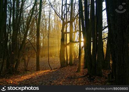 sunlight through the trees in the autumn . sunlight through the trees in the autumn in Moscow