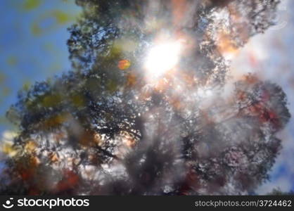 Sunlight through tree branches silhouette colorful paint stained glass blur distortion.