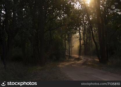 Sunlight through tree canopy, Bandhavgadh, Madhya pradesh, India