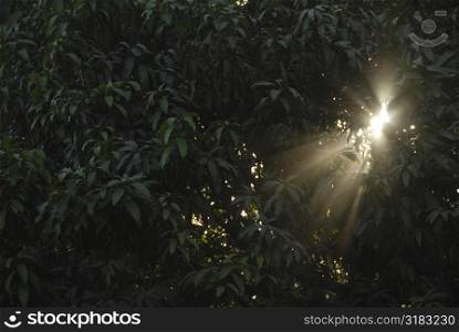 Sunlight through trees in Costa Rica