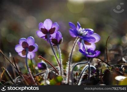 Sunlit and shiny blue Hepaticas - the springtime symbols