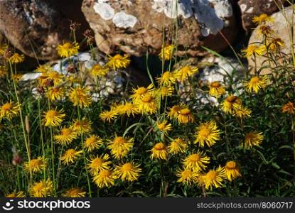 Sunlit beautiful yellow wildflowers in front of an old stone wall