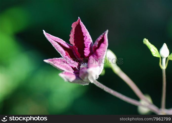 Sunlit blossom purple clematis flower at a natural green background