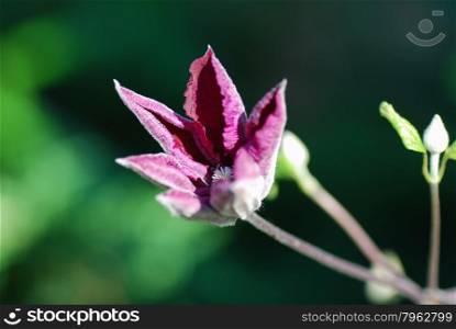 Sunlit blossom purple clematis flower at a natural green background