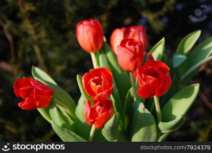 Sunlit bouquet of red tulips at a natural dark green background