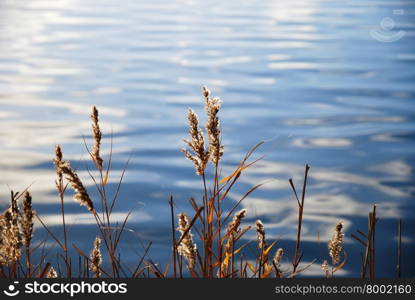 Sunlit fluffy reeds by calm water with reflections