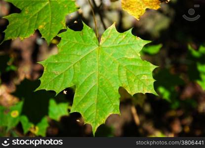 Sunlit fresh green maple leaf at early autumn