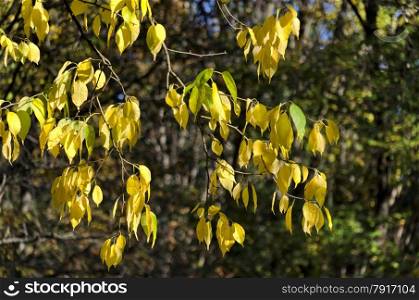Sunlit golden autumnal foliage of ash (Fraxinus)