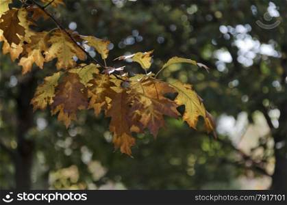Sunlit golden autumnal foliage of oak (Quercus)