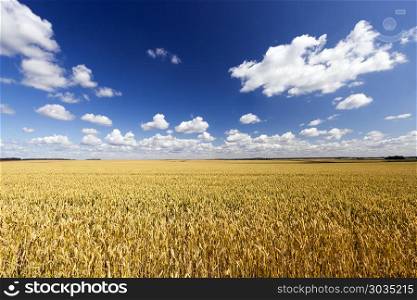 sunlit landscape. sunlit landscape with a large crop of cereals that are ripe and withered