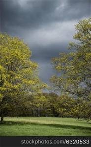 Sunlit oak trees in bloom during stormy skies in Spring in English countryside landscape