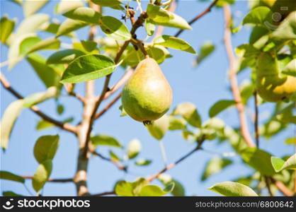 Sunlit pear and leaves