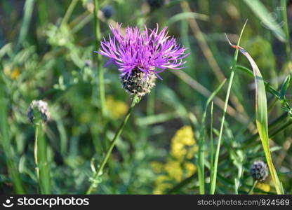 Sunlit purple Scabiosa flower close up by a background of green grass