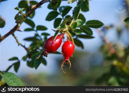 Sunlit rose hips at a twig with green leaves.