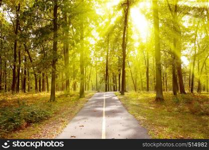 Sunlit summer park with bicycle path