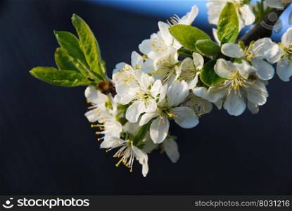 Sunlit white plum tree flowers closeup